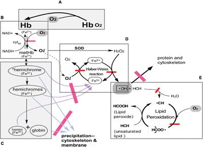 Effect of Hypoxic Blood Infusion on Pulmonary Physiology